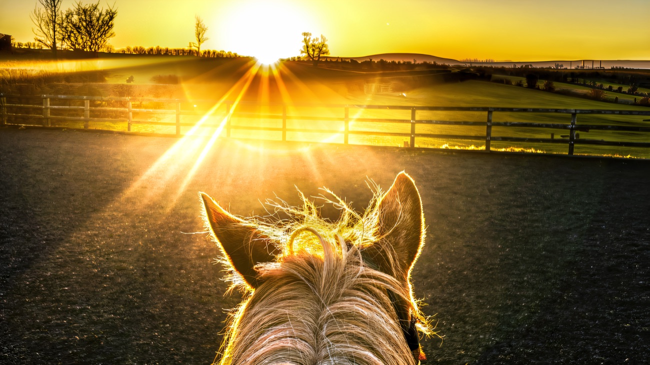 Evening sun over the fields, framed between a horse's ears