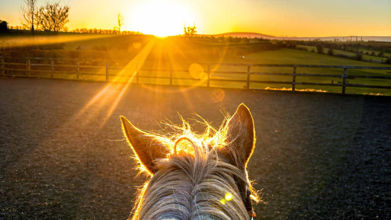 The view between a pony's ears as the sun sets over the arena and the fields beyond