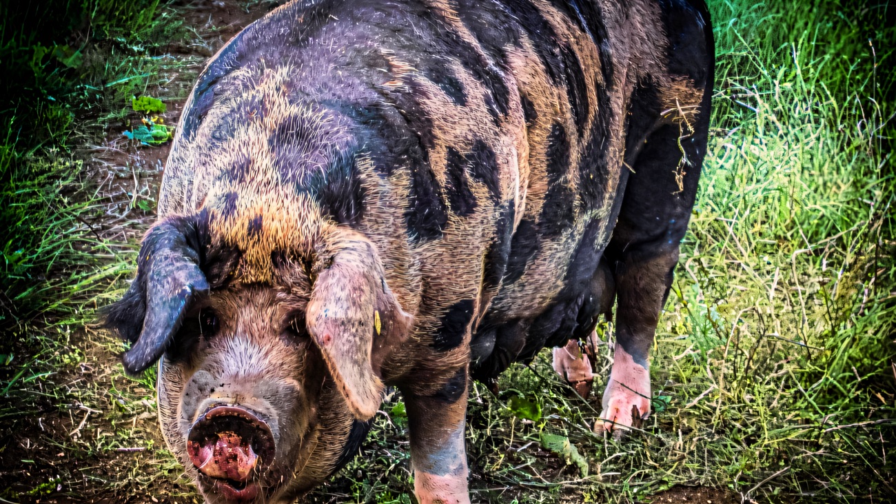 A large spotted free-range pig standing on a grassy path in a green field at the farm