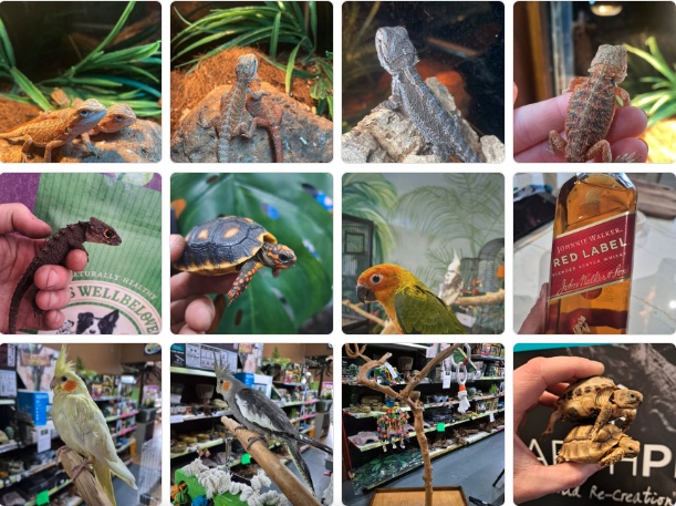More of the range at Jungle Pets — colourful tropical fish, lizards and small animals