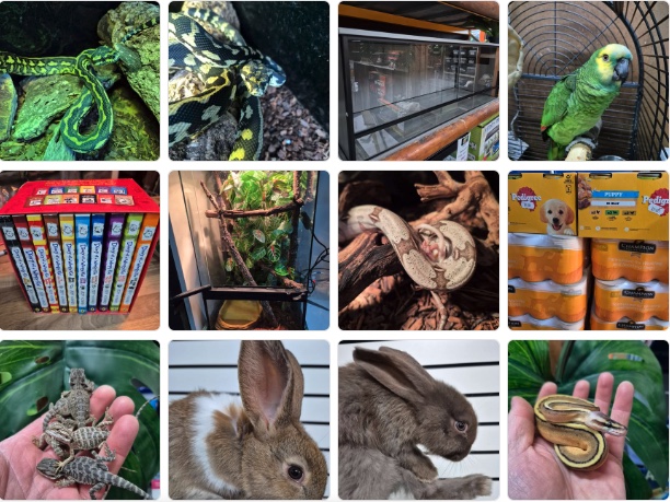 A selection at Jungle Pets — rabbits, guinea pigs, birds and other small pets