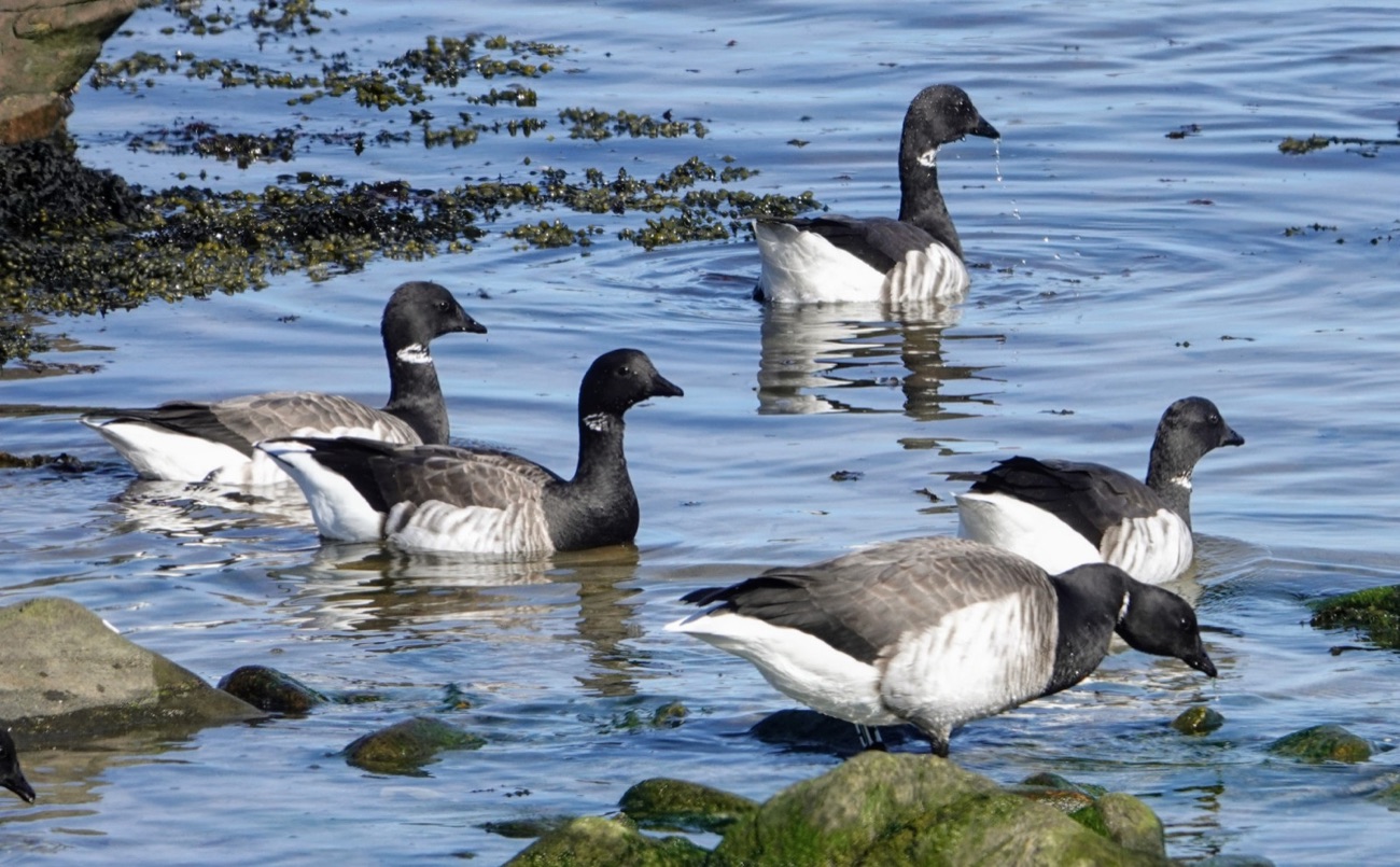 Brent geese resting on the seaweed-covered rocks at the water's edge on the Kearney shore