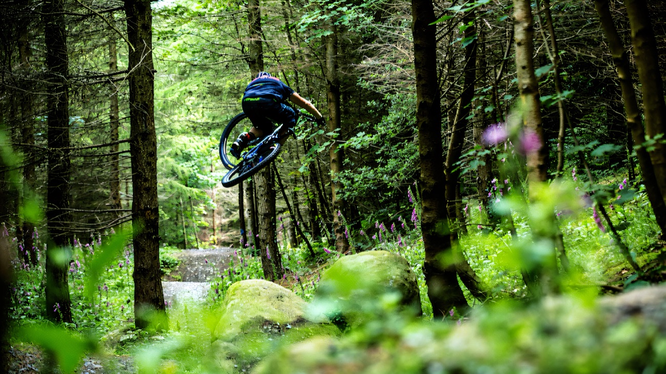 A mountain biker mid-air on a forest trail among tall conifers and foxgloves at Rostrevor.