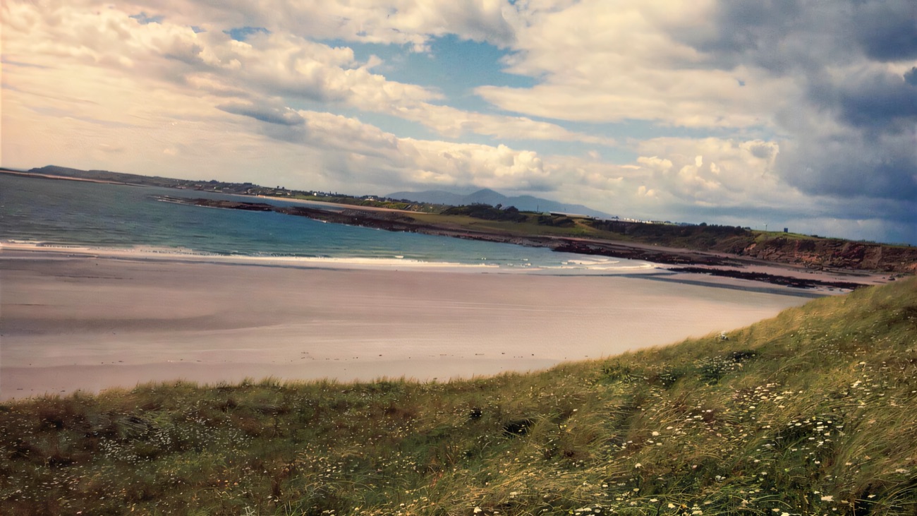 The curving beach seen over dune grass, the headland stretching away