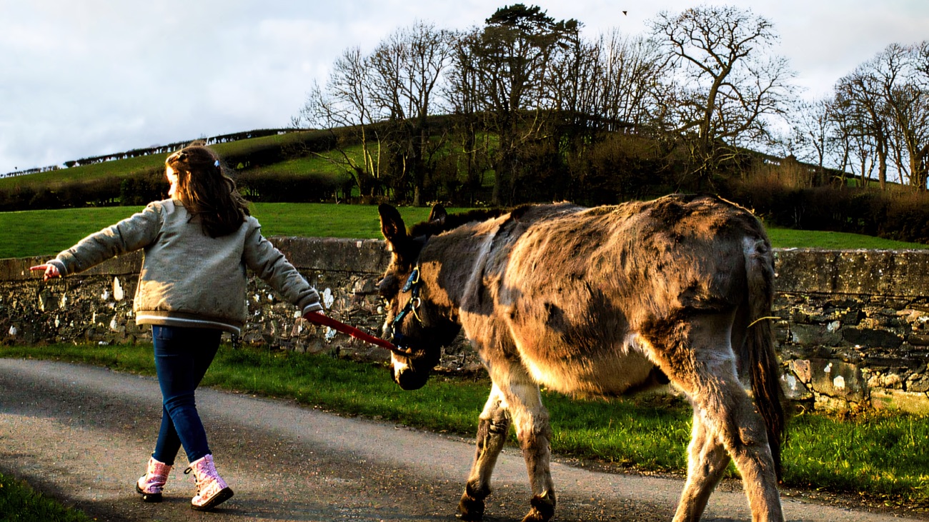 A child walking a donkey on a lead rope past a stone wall with a drumlin hillside behind