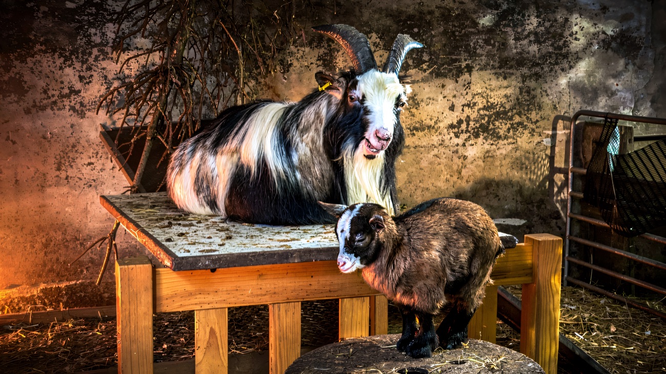 Two friendly goats resting on a wooden platform in the barn, used for the goat meditation sessions
