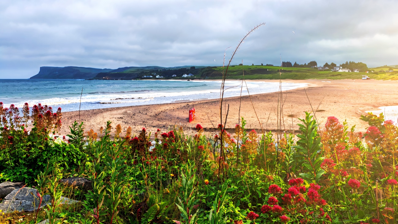 Ballycastle beach and Fair Head, wildflowers in the foreground