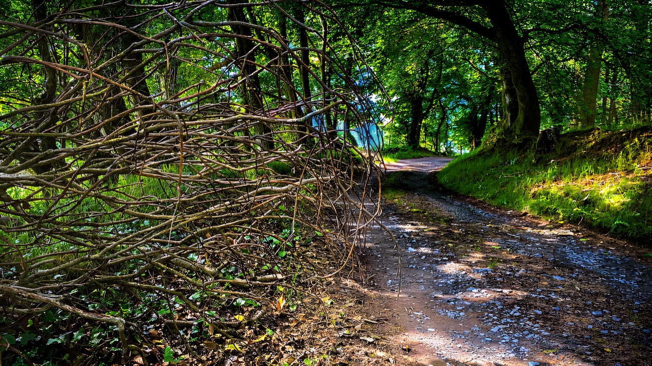 The woodland track climbing up through Knockmany Forest towards the tomb.