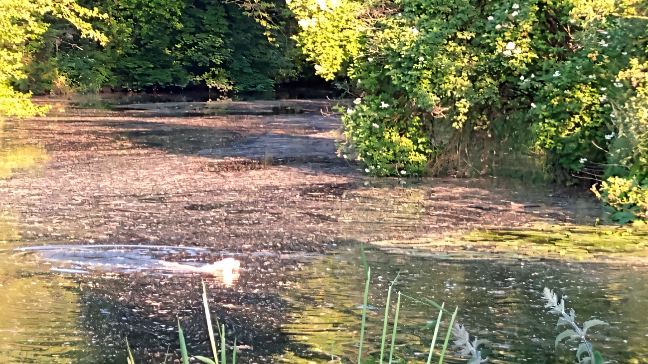A tree-shaded pond within the reserve, its margins soft with meadowsweet in flower.