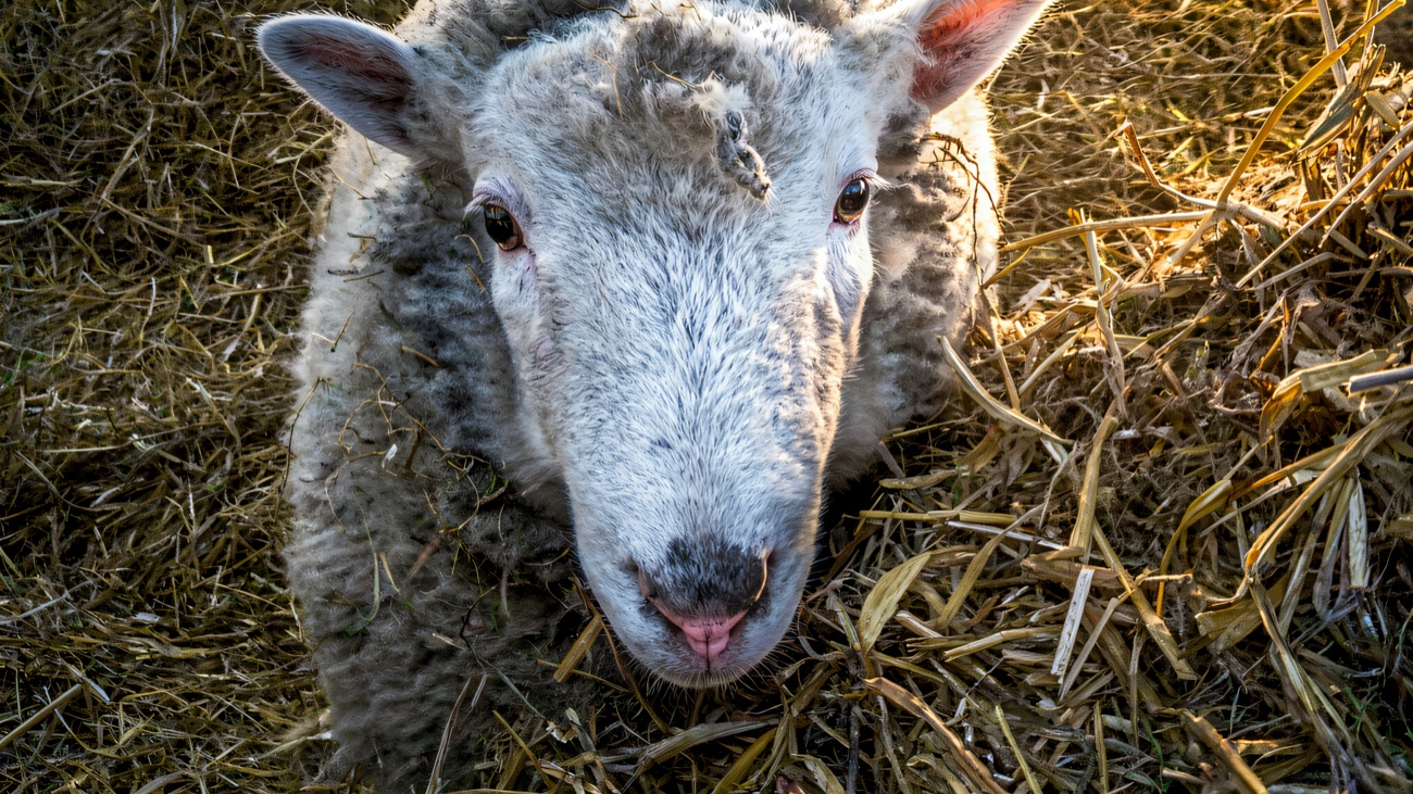 A woolly sheep resting in a straw-filled pen