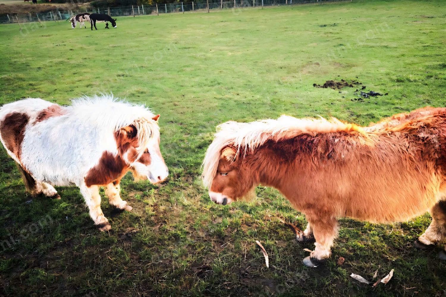 Laganvale Farm