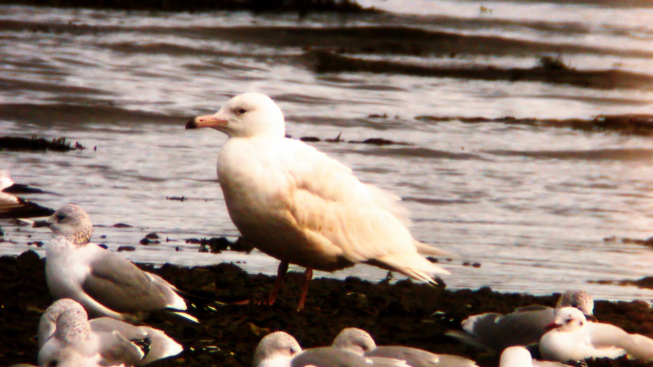 Gulls and wildfowl roost along the tideline of the sheltered lough.