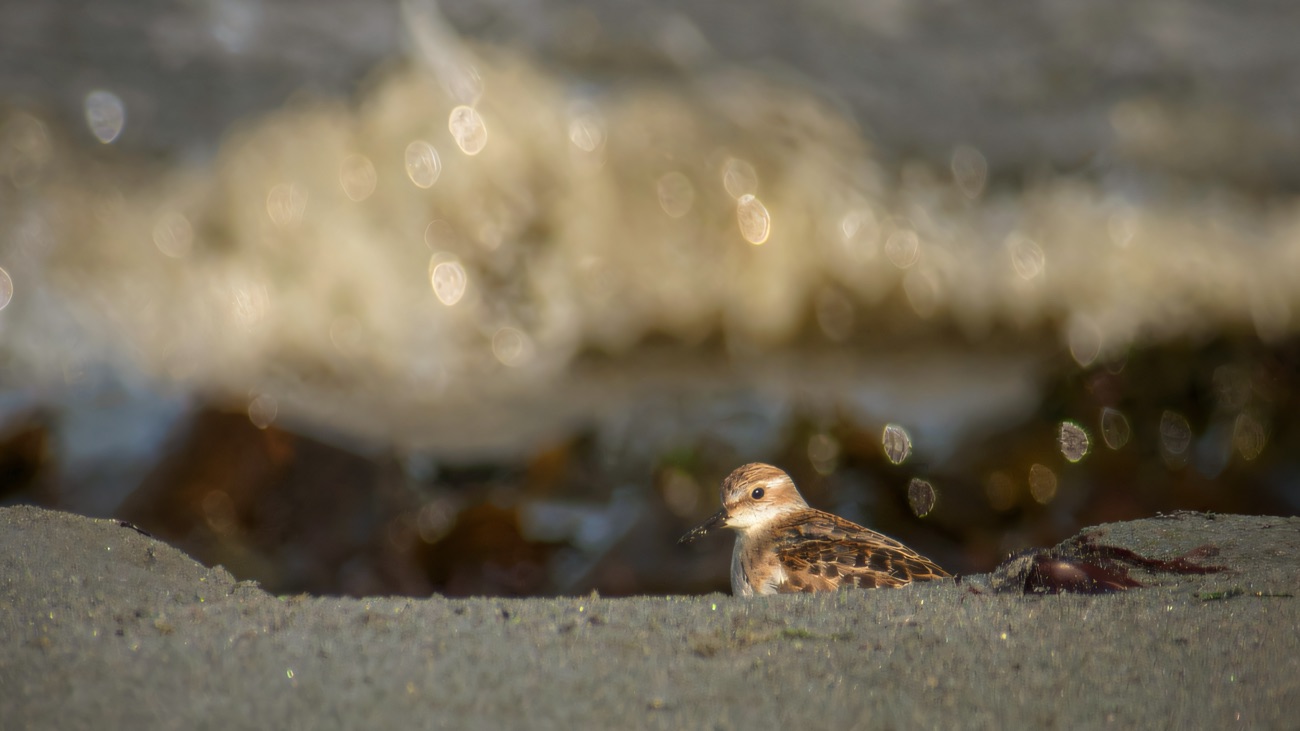 A small wader rests on the sand at the water's edge.