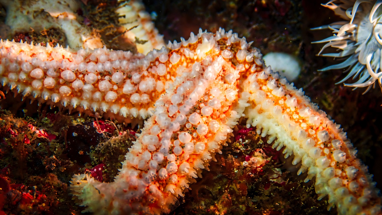 A common starfish crossing a rock crusted with anemones and sponges.