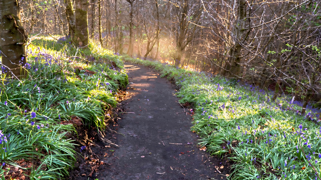 A surfaced woodland path through Learmount Forest with bluebells on the banks in spring
