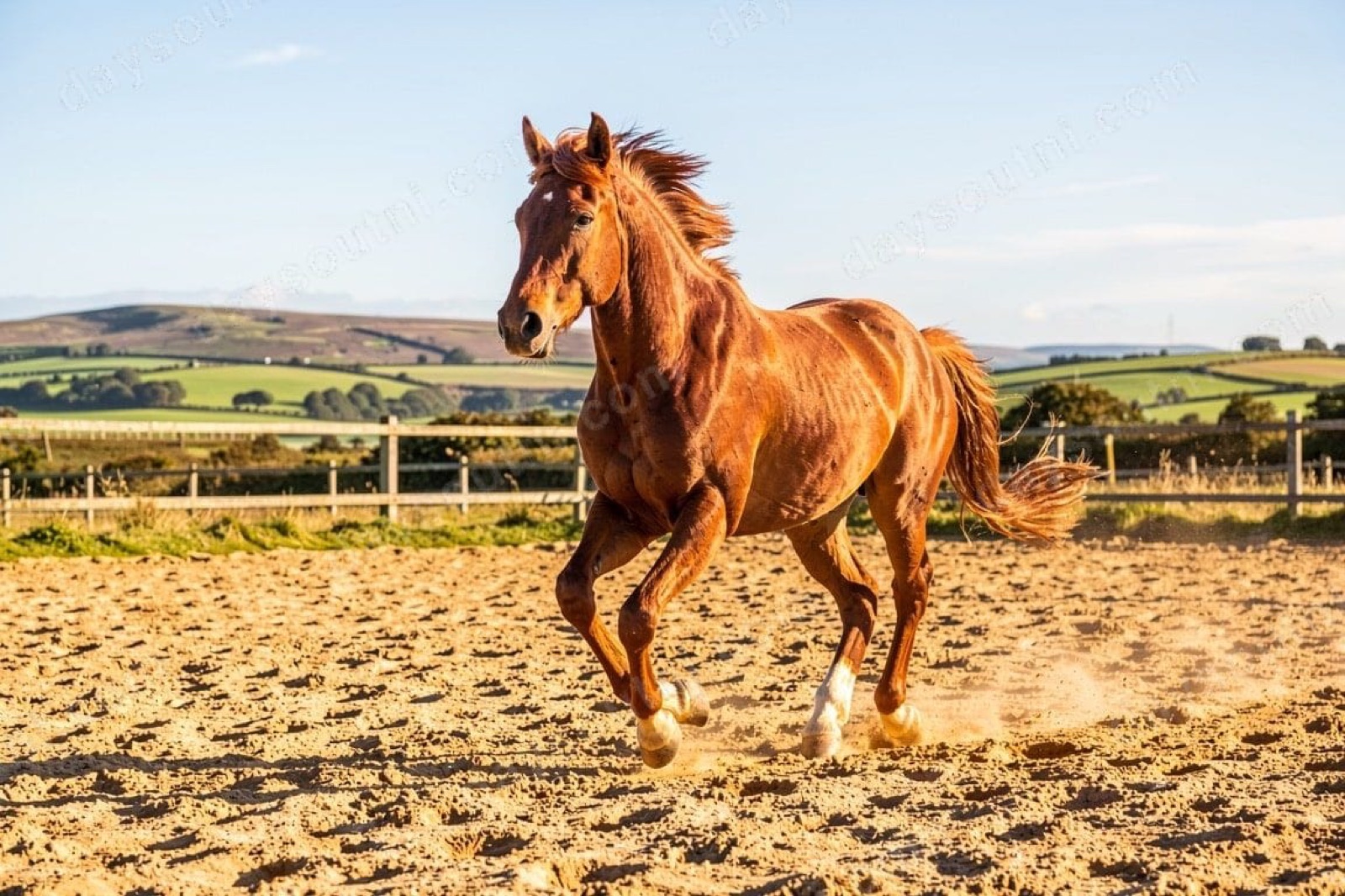 Lime Park Equestrian Centre