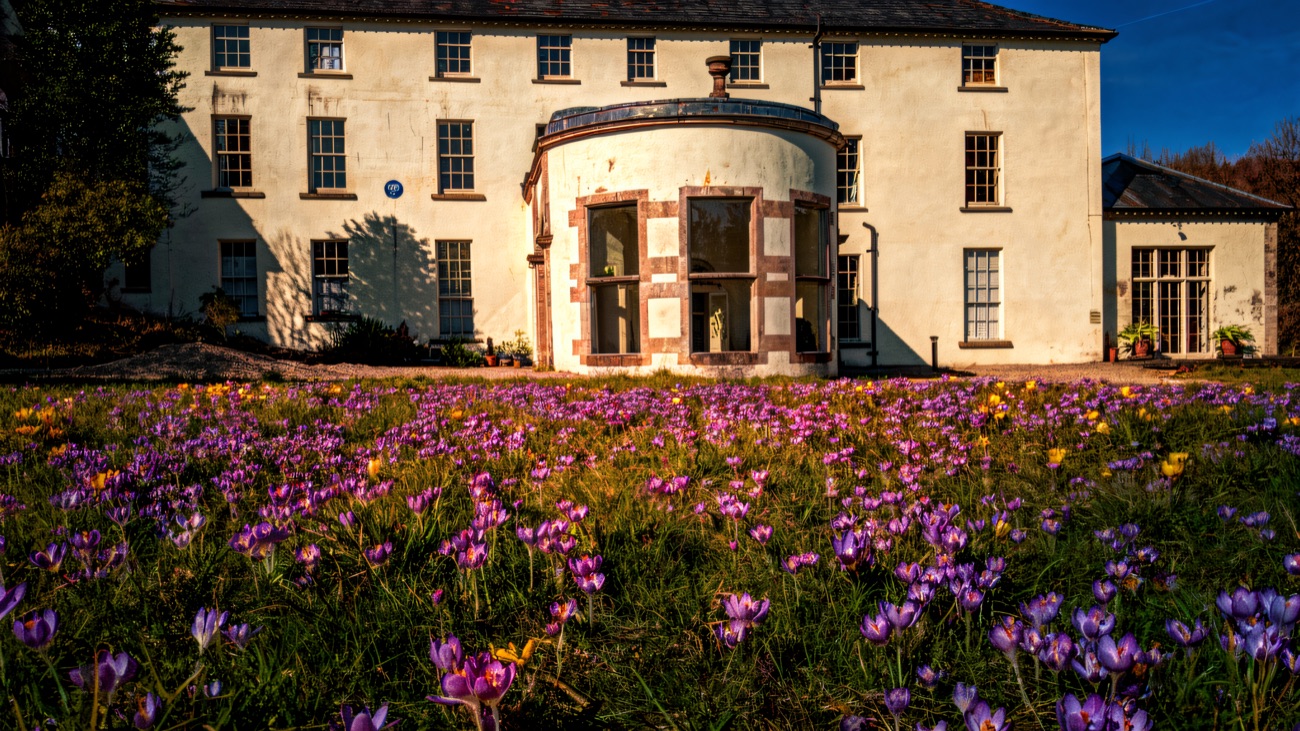 The front of Lissan House with its curved stone bow window, behind a lawn dotted with purple and yellow crocuses under a blue sky