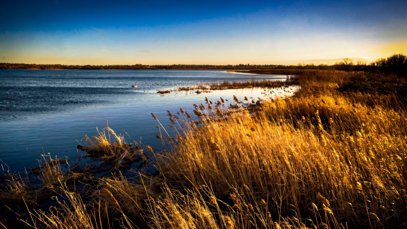 Golden reeds and swans along the Lough Neagh shore