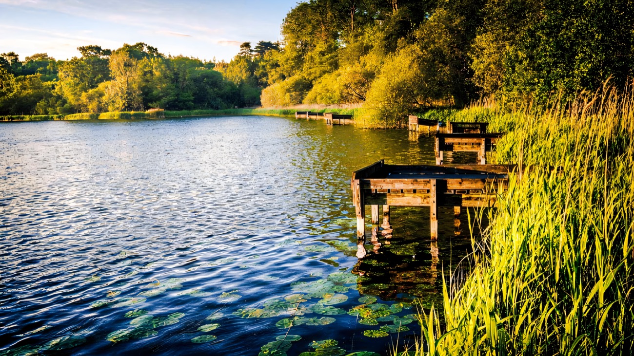 Loughgall lake with wooden fishing stands along the reeded shore, water lilies on the water and woodland behind