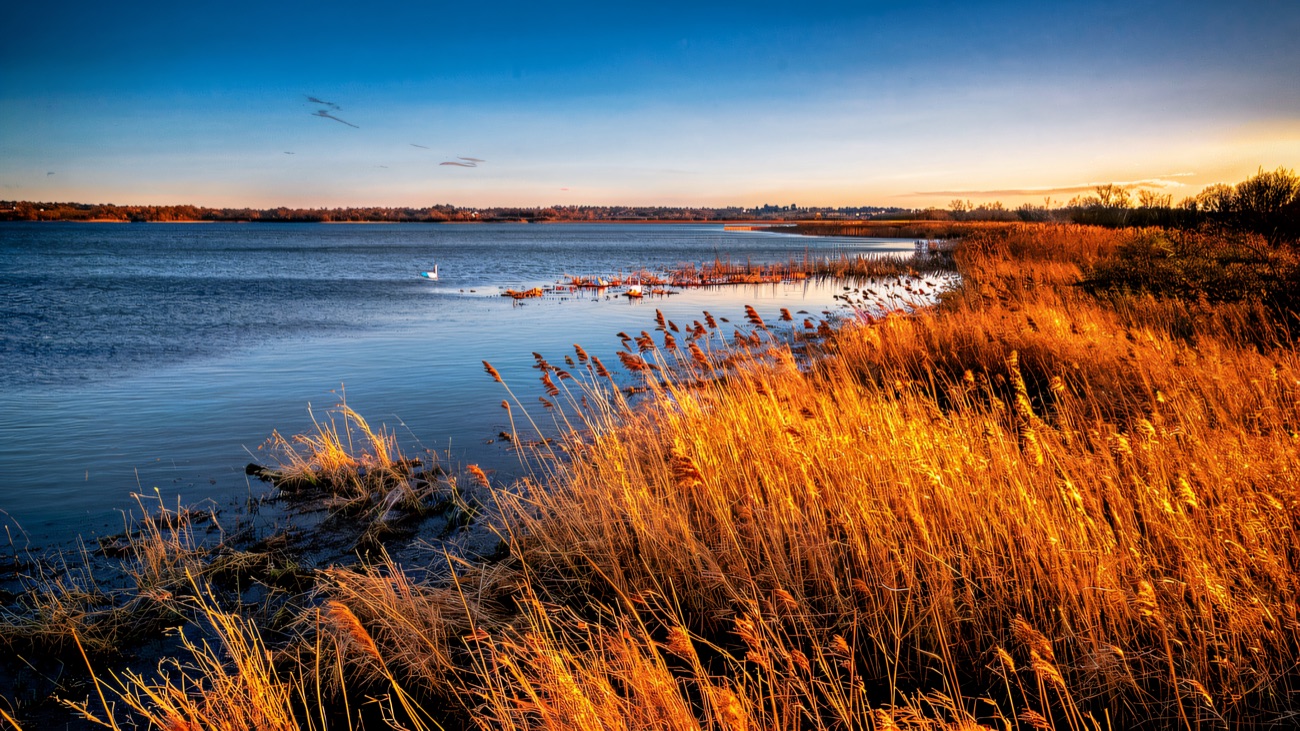Golden reeds fringe the blue water along the Lough Neagh shore