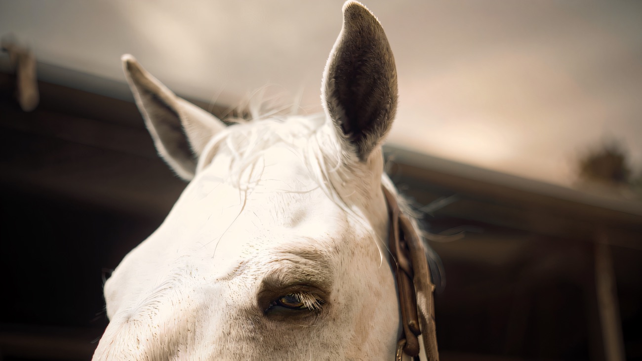 A close-up of a grey horse with ears pricked forward