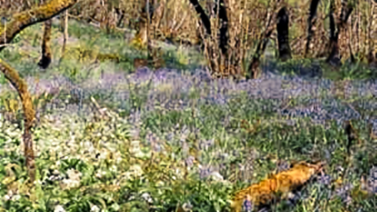 Bluebells carpeting the woodland floor in spring