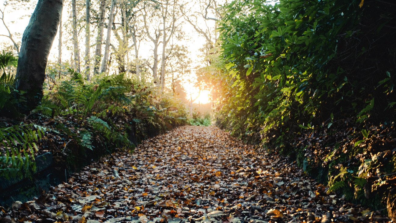A leaf-strewn woodland trail winding through the trees