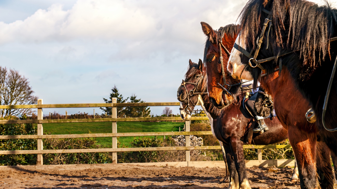 Two tacked-up horses standing together in the outdoor sand arena beside a post-and-rail fence