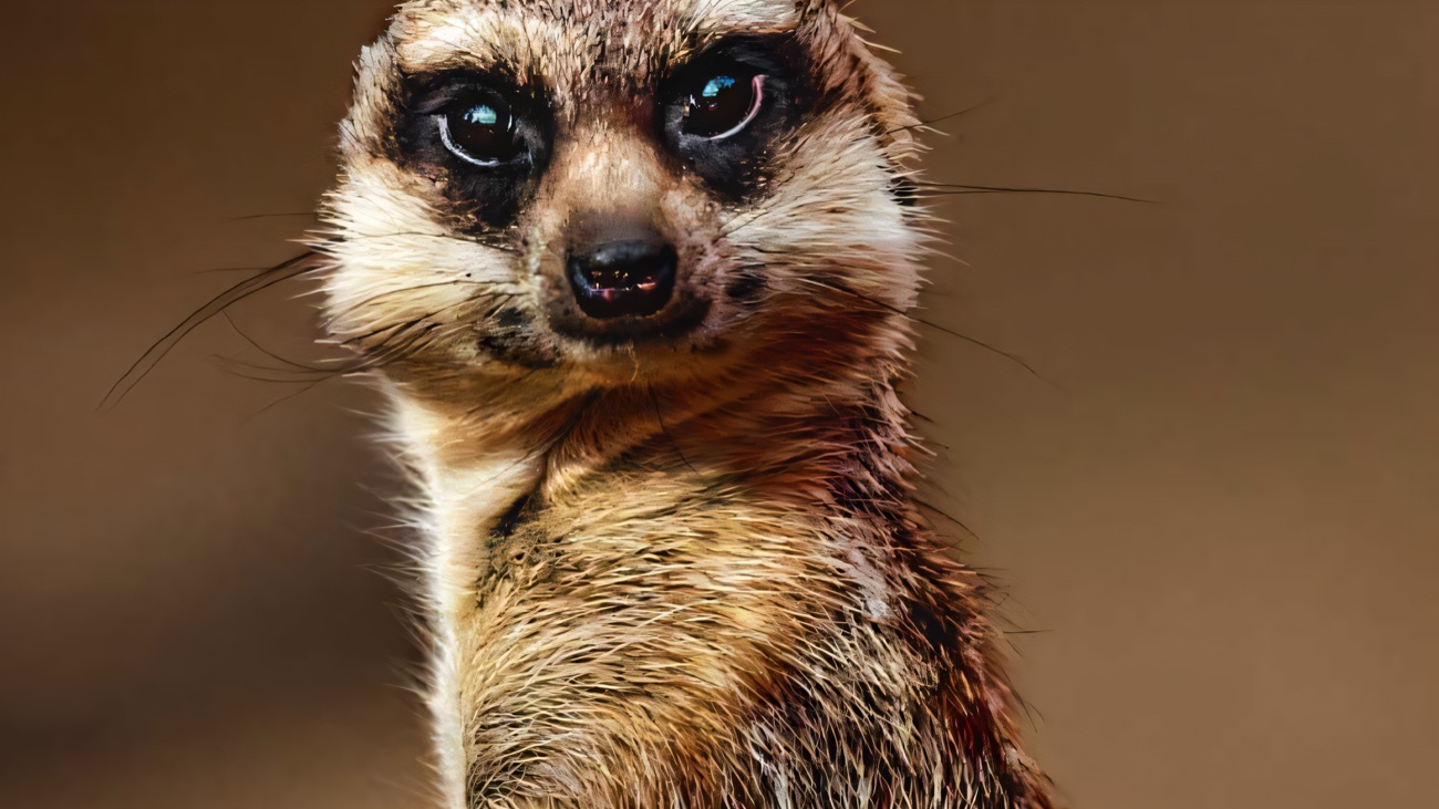 A meerkat standing tall and alert, one of the exotic animals in the petting barn