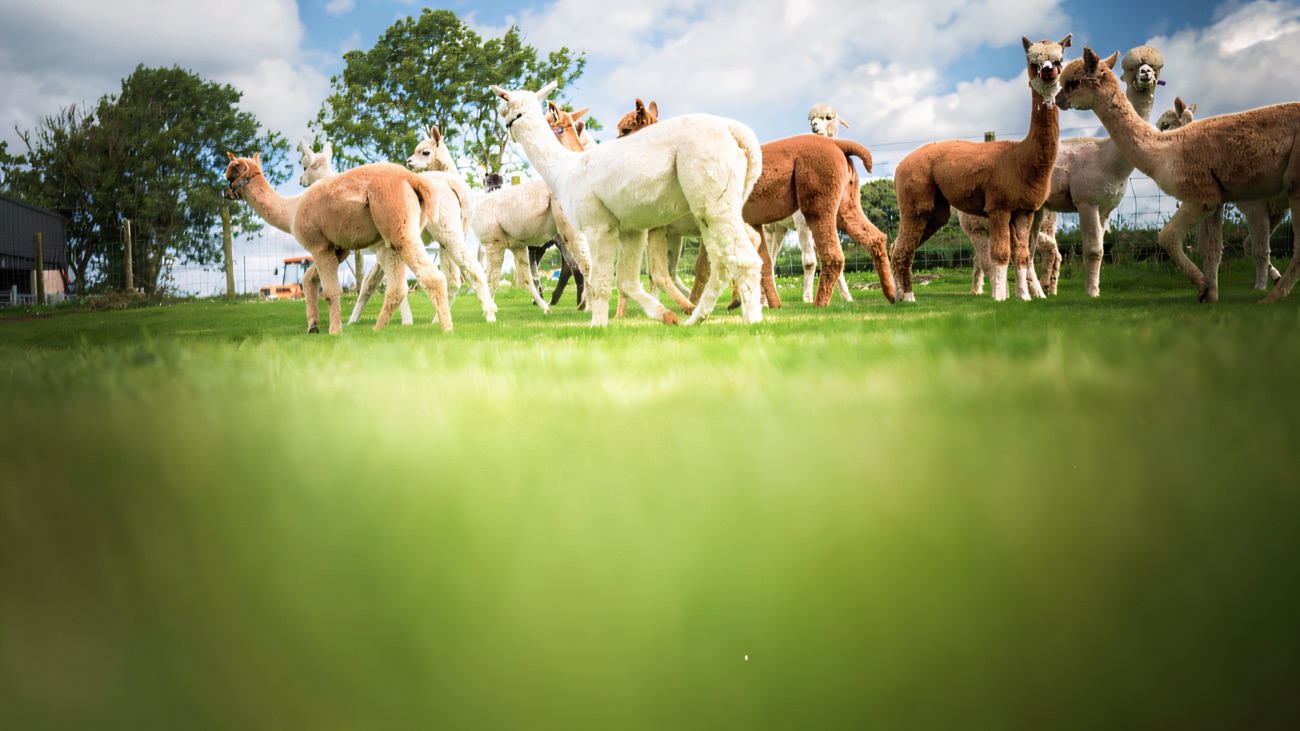 A herd of white and brown alpacas moving across bright green grass under a blue sky
