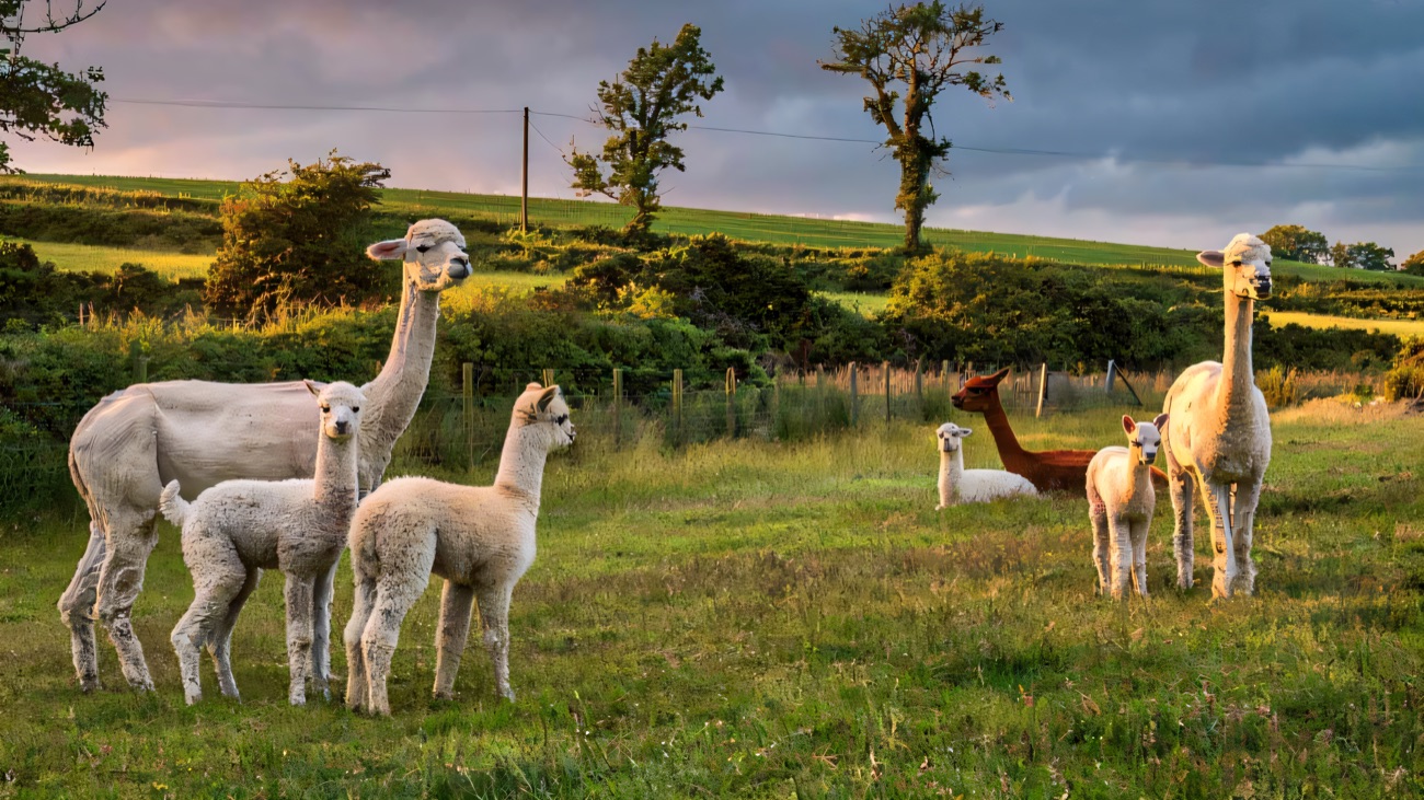 A group of alpacas and their young cria in a County Down pasture with rolling drumlin fields and hedgerows behind