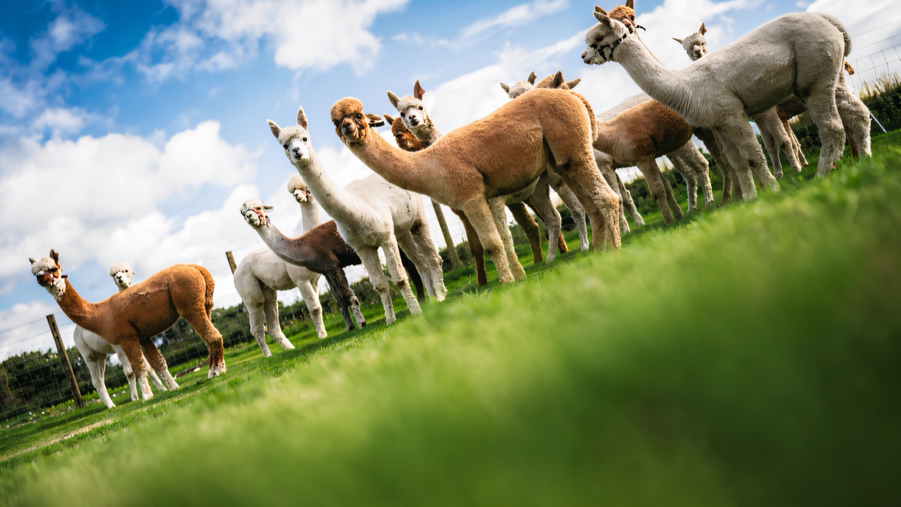 A line of white and brown alpacas standing together on a grassy slope
