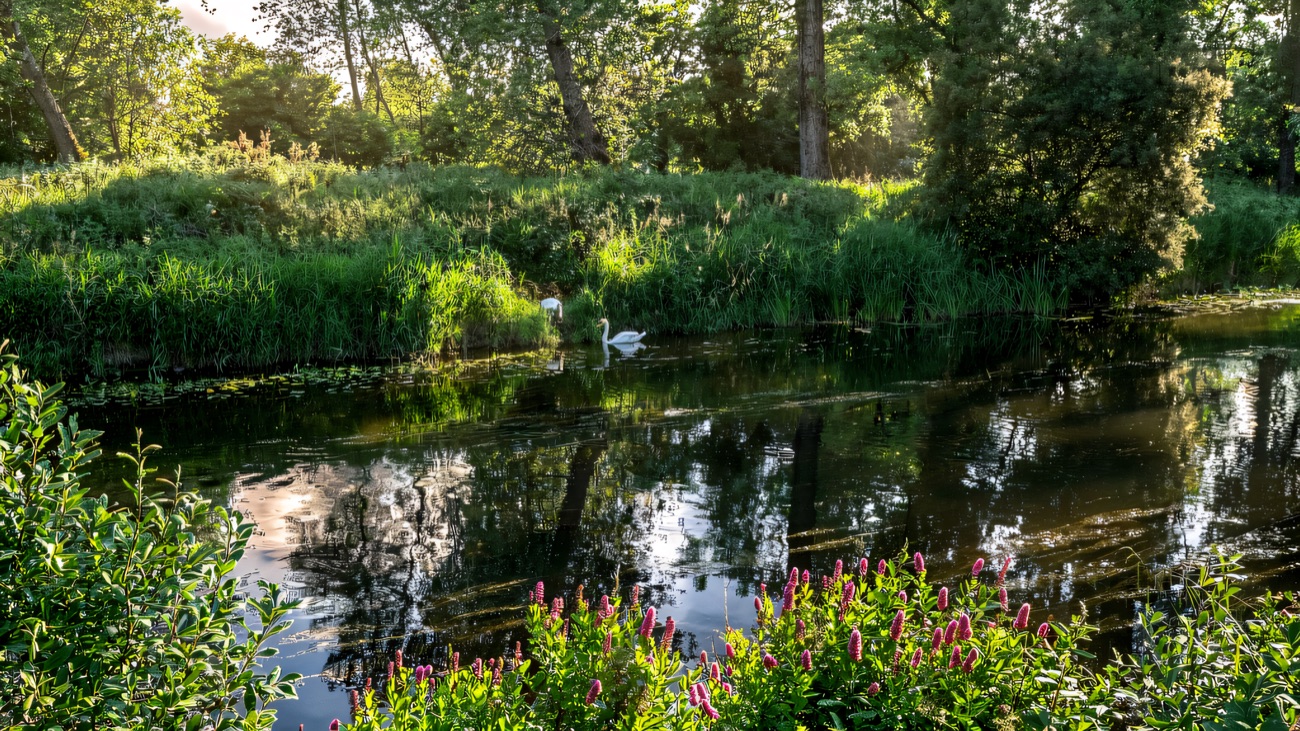 Swans on the green canal water among summer flowers