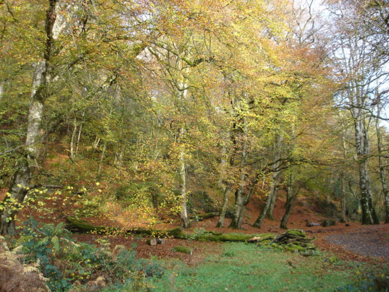 Autumn colour in the oak and beech woodland at Ness, leaves turning gold and copper.