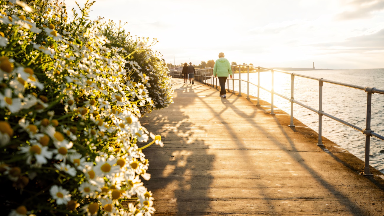 Oxeye daisies crowding the shoreline path in summer