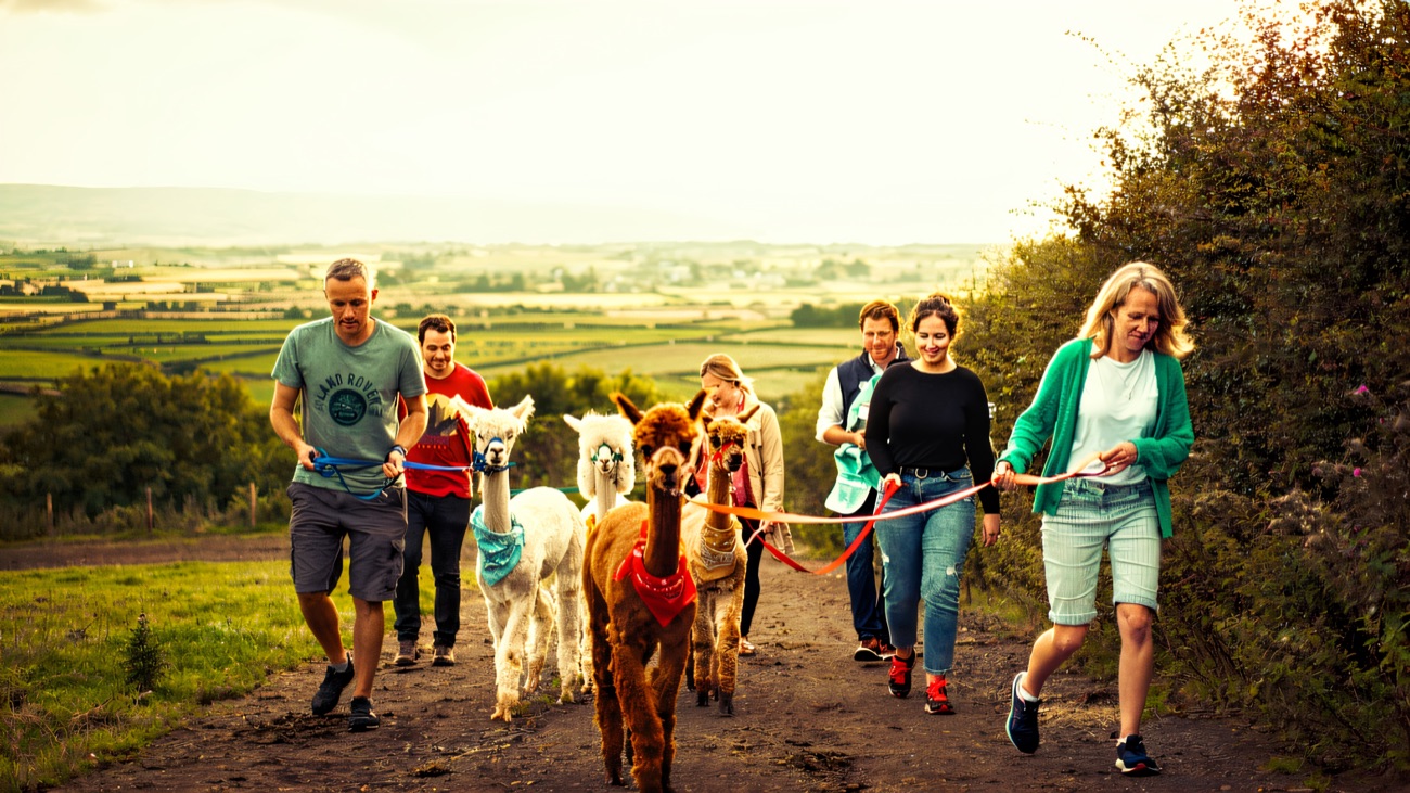 Walkers leading fluffy white and brown alpacas along a grassy hilltop path with panoramic farmland and hills behind