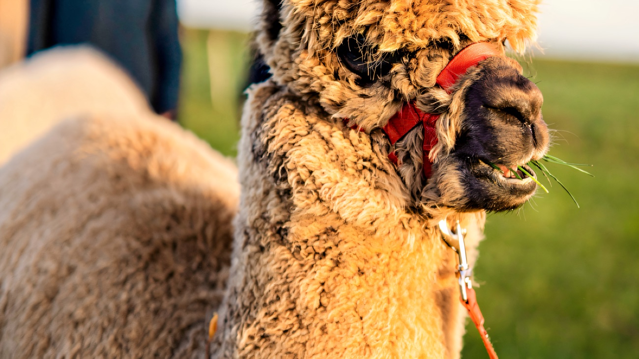 Close-up of a fluffy brown alpaca wearing a yellow bandana and red head-collar in golden evening light