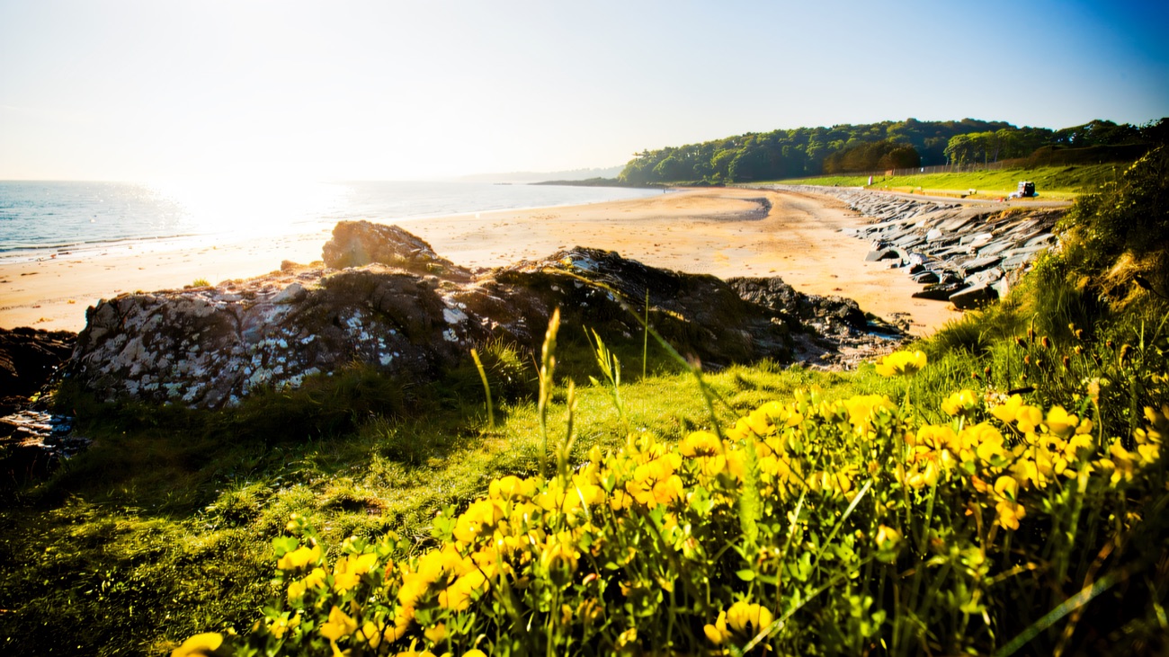 Golden light over Helen's Bay, wildflowers and rock framing the sandy shore.