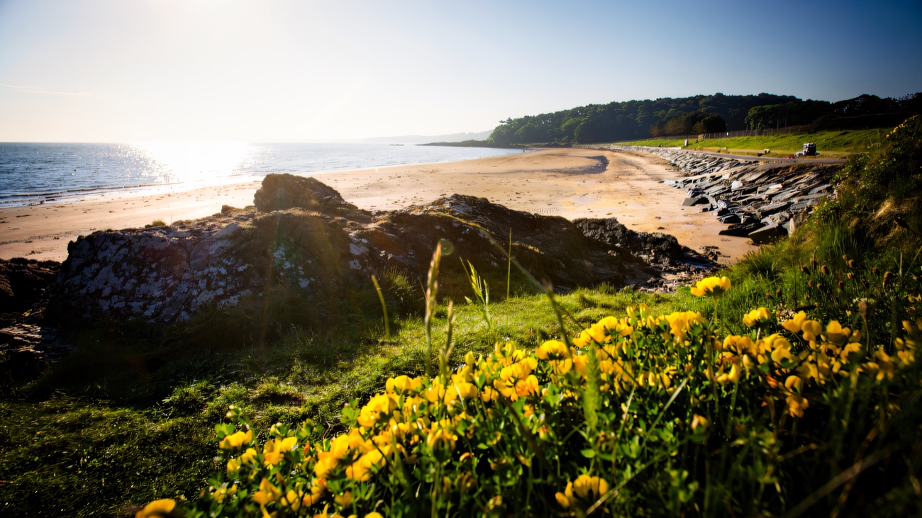 Wildflowers and golden light on the shore at Helen's Bay