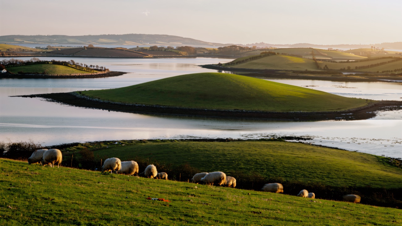 Grazing sheep and the lough's low green drumlins, a classic Strangford scene.