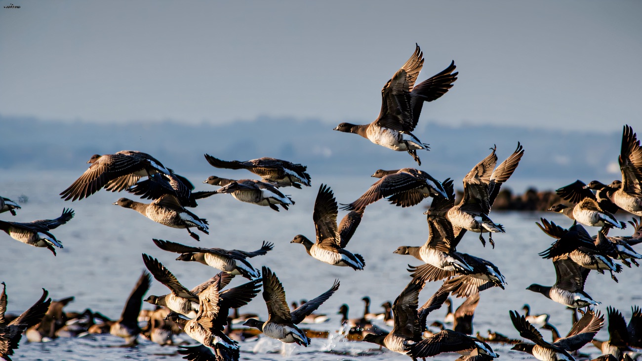 Brent geese take to the air over the water, the reserve's winter spectacle.