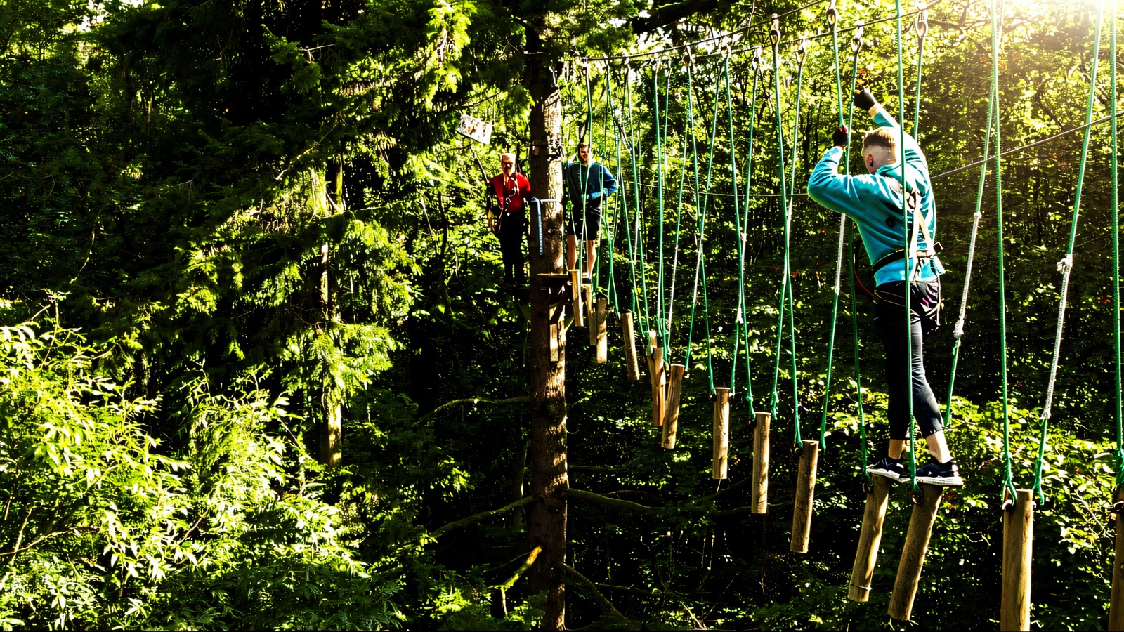 People on a high-ropes tree-trek course strung between tall trees in green woodland