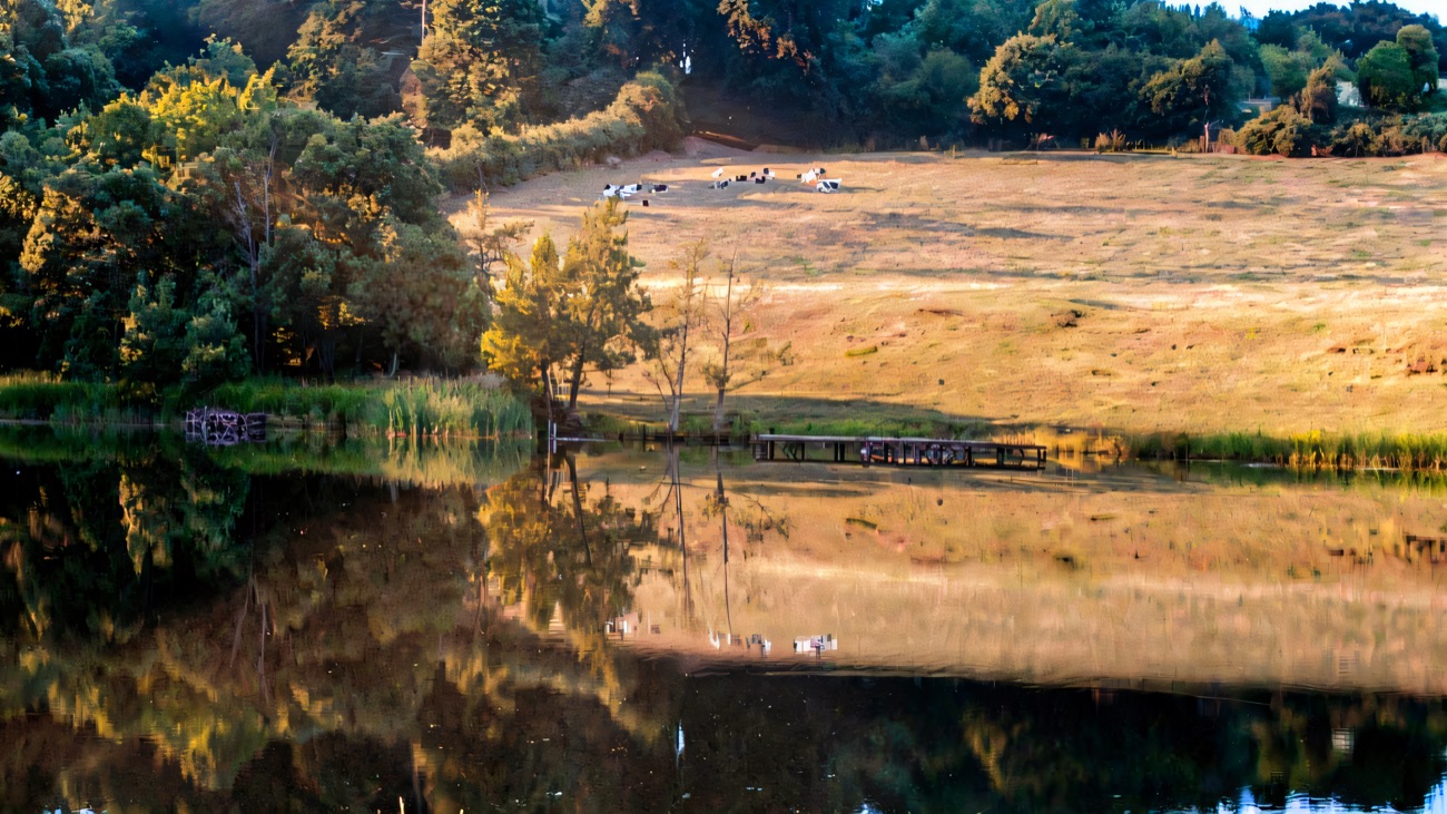 Calm water reflecting the trees, with cattle grazing on the hill