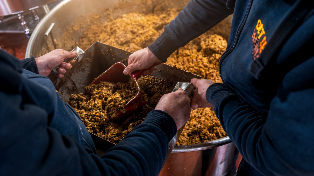 Two workers shovelling warm spent grain out of the mash tun by hand.