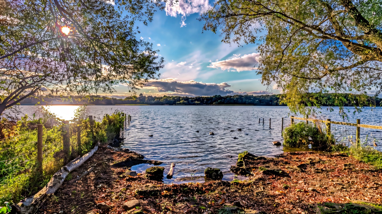 A view onto the lough framed by willows, birds resting on the water