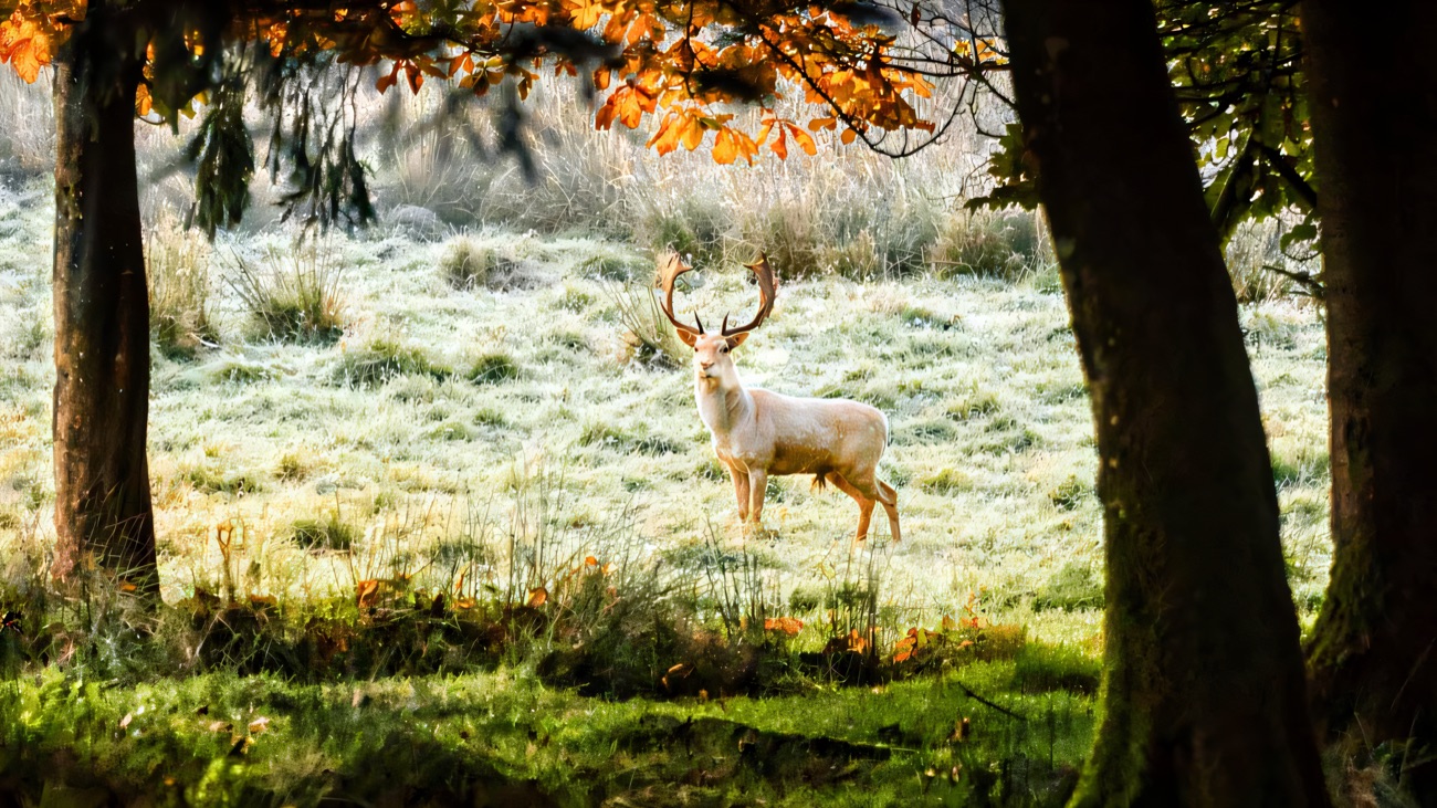 A single white fallow stag with fine antlers standing in a frosty woodland clearing at Parkanaur, framed by autumn trees