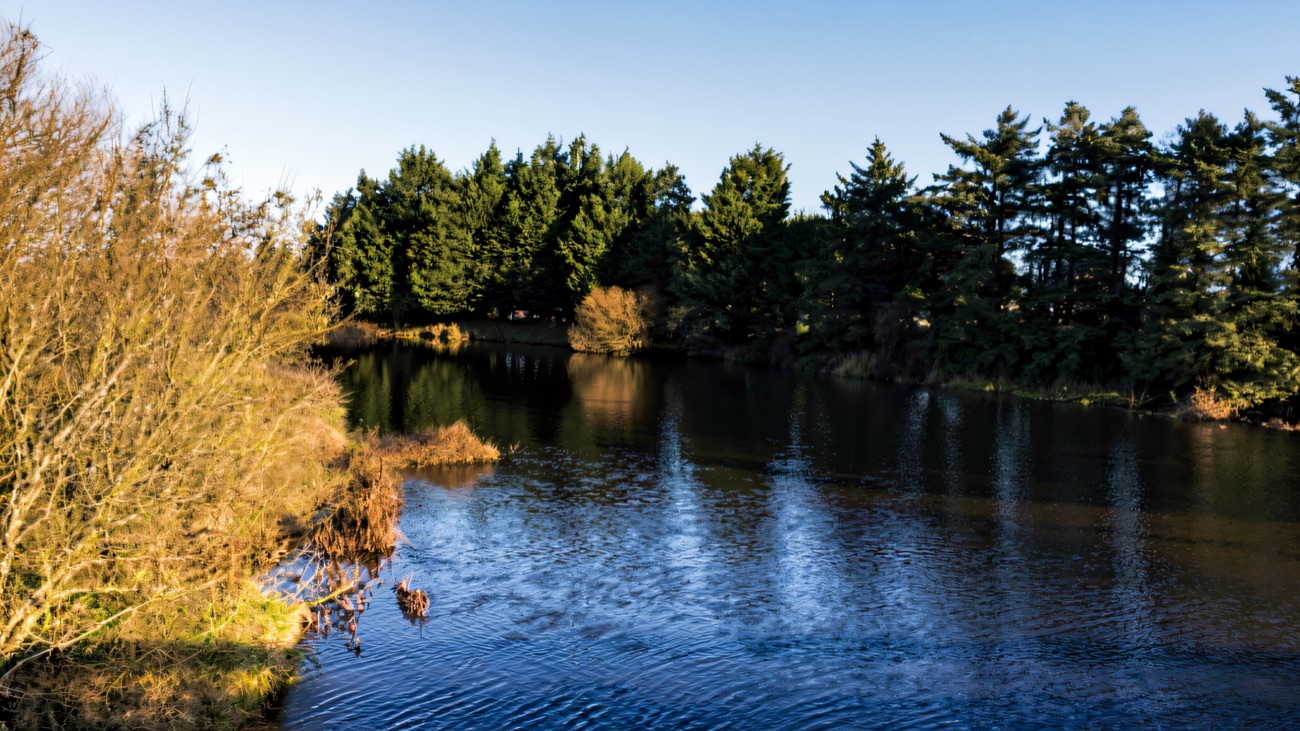 A quiet fishing lake ringed by conifers on a bright winter morning