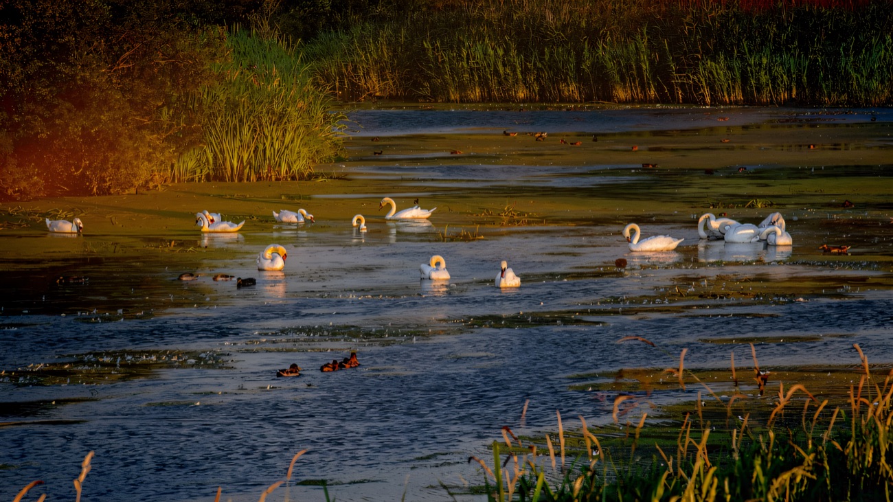 Swans and ducks gather on the reedy, weed-fringed water of the pondage.