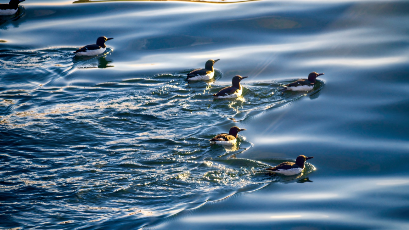 A raft of guillemots on the water; you may spot seabirds all around the boat.
