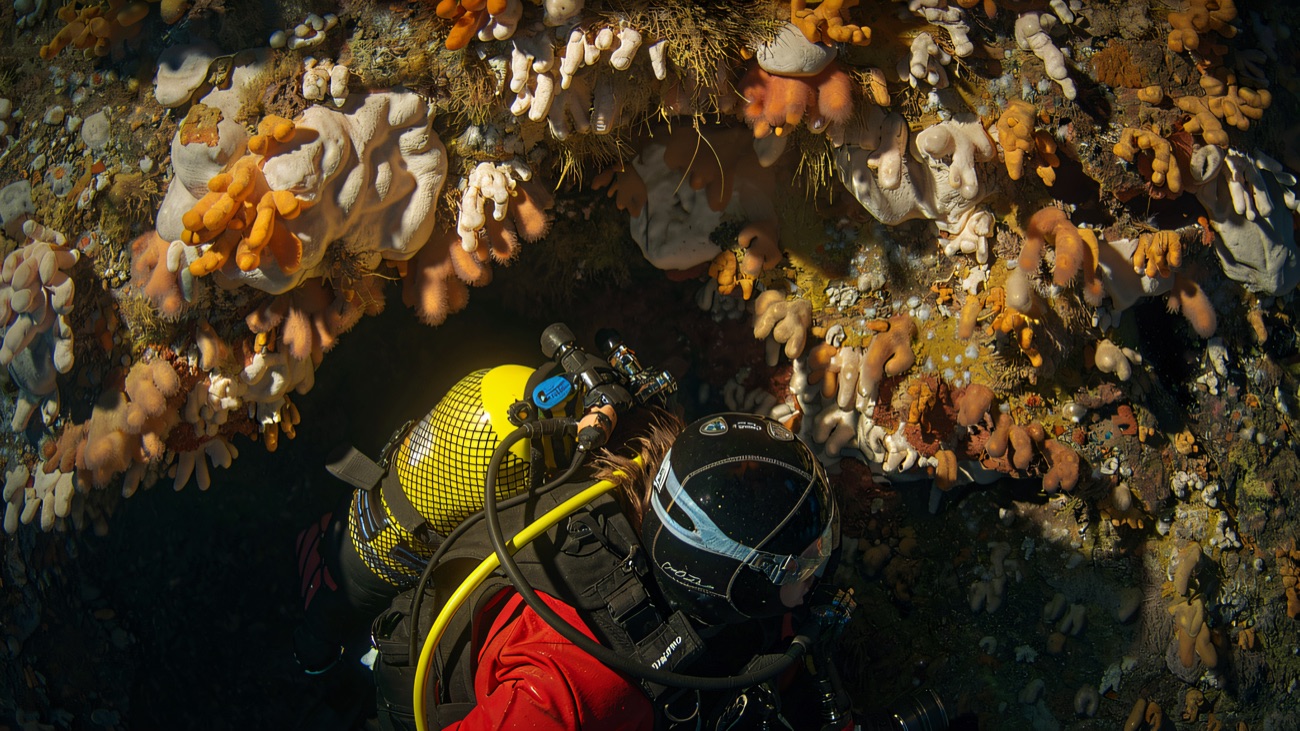 A diver exploring a rock face thick with dead men's fingers and sponges